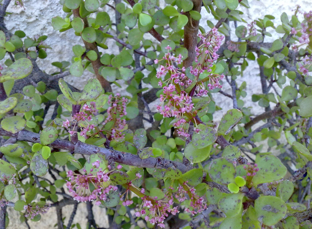 Portulacaria afra Jacq.